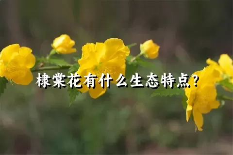 棣棠花有什么生态特点？