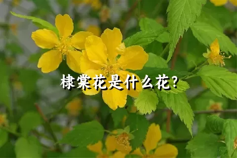 棣棠花是什么花？