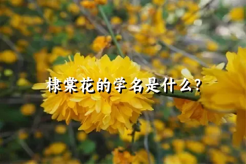 棣棠花的学名是什么？