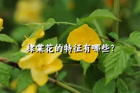 棣棠花的特征有哪些？