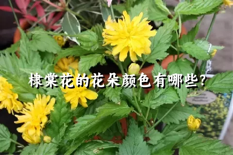 棣棠花的花朵颜色有哪些？