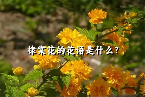 棣棠花的花语是什么？