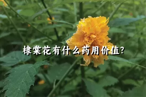 棣棠花有什么药用价值？