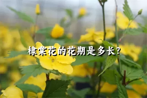 棣棠花的花期是多长？