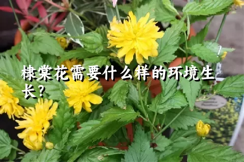 棣棠花需要什么样的环境生长？