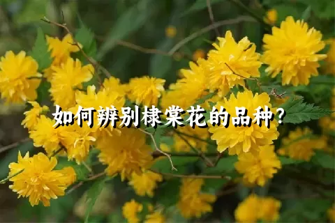 如何辨别棣棠花的品种？