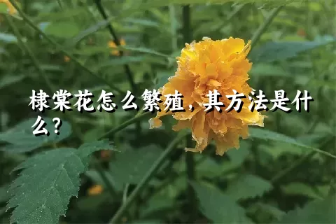 棣棠花怎么繁殖，其方法是什么？