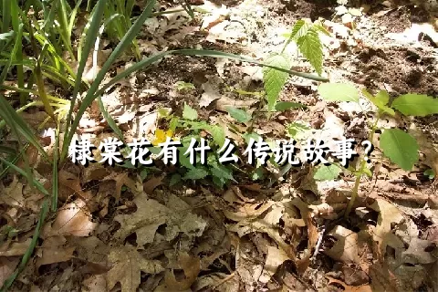 棣棠花有什么传说故事？