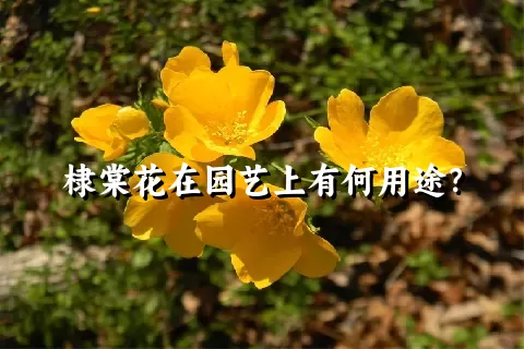 棣棠花在园艺上有何用途？