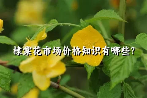 棣棠花市场价格知识有哪些？