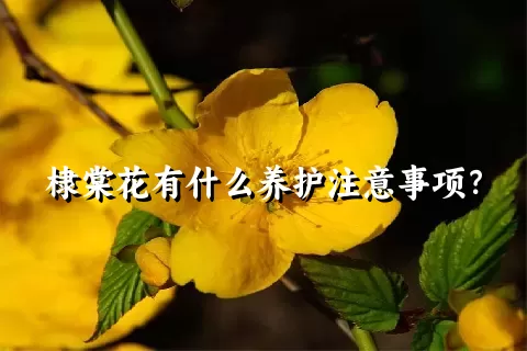 棣棠花有什么养护注意事项？