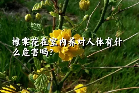 棣棠花在室内养对人体有什么危害吗？