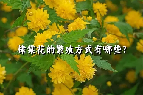 棣棠花的繁殖方式有哪些？