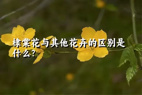 棣棠花与其他花卉的区别是什么？