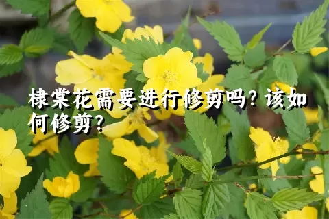 棣棠花需要进行修剪吗？该如何修剪？