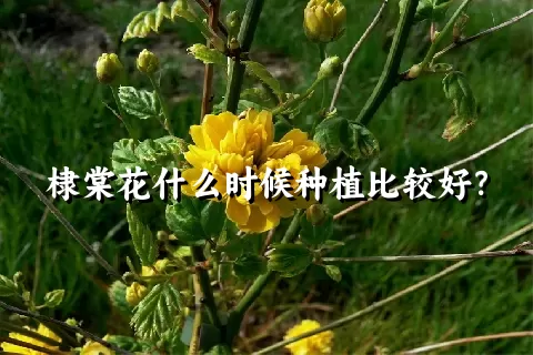 棣棠花什么时候种植比较好？