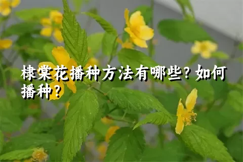 棣棠花播种方法有哪些？如何播种？