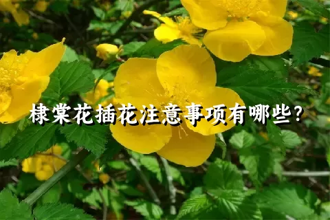 棣棠花插花注意事项有哪些？