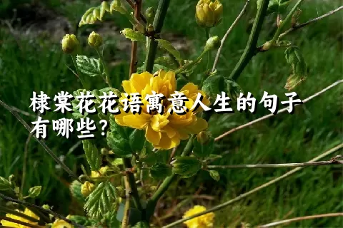 棣棠花花语寓意人生的句子有哪些？