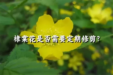 棣棠花是否需要定期修剪？