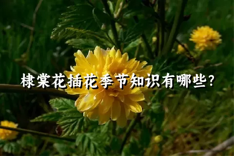 棣棠花插花季节知识有哪些？