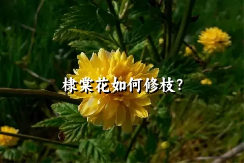 棣棠花如何修枝？