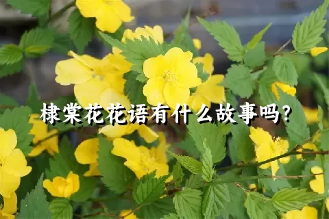 棣棠花花语有什么故事吗？