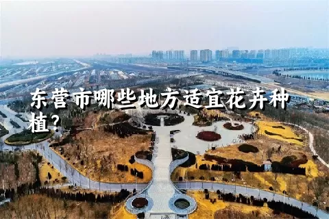 东营市哪些地方适宜花卉种植？