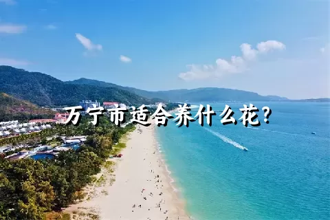 万宁市适合养什么花？