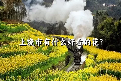 上饶市有什么好看的花？