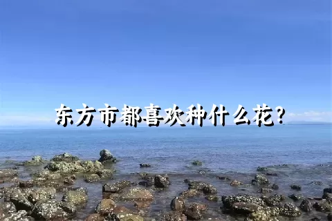 东方市都喜欢种什么花？