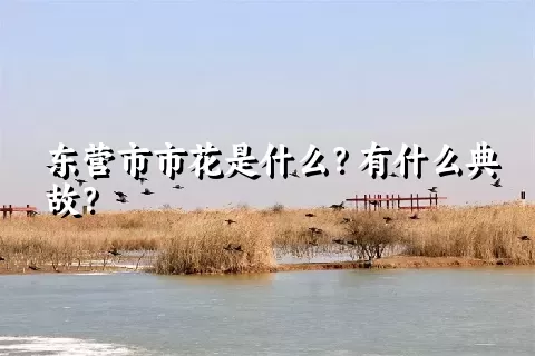 东营市市花是什么？有什么典故？