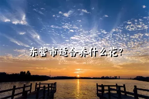 东营市适合养什么花？