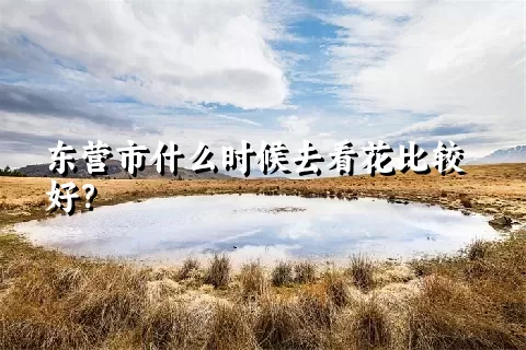 东营市什么时候去看花比较好？