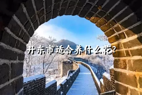 丹东市适合养什么花？