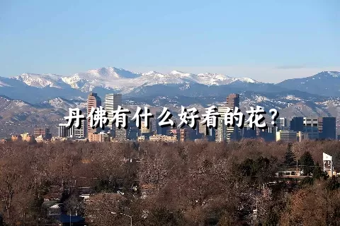 丹佛有什么好看的花？