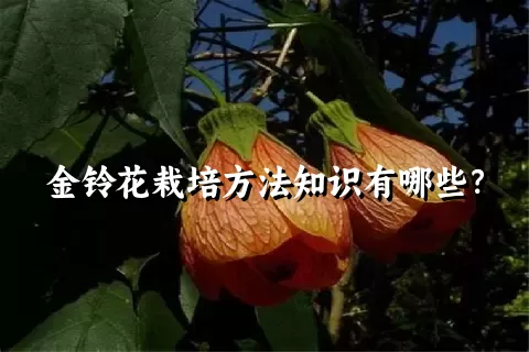 金铃花栽培方法知识有哪些？