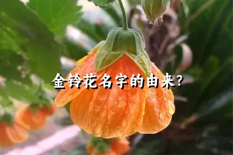 金铃花名字的由来？