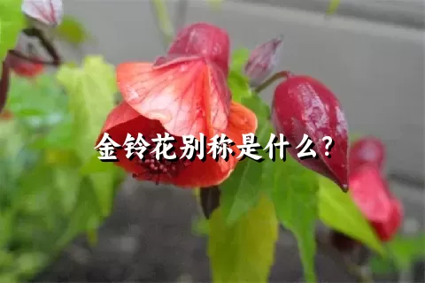 金铃花别称是什么？