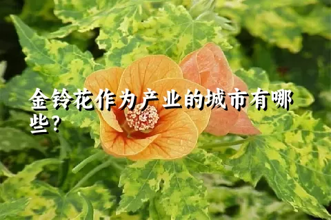 金铃花作为产业的城市有哪些？