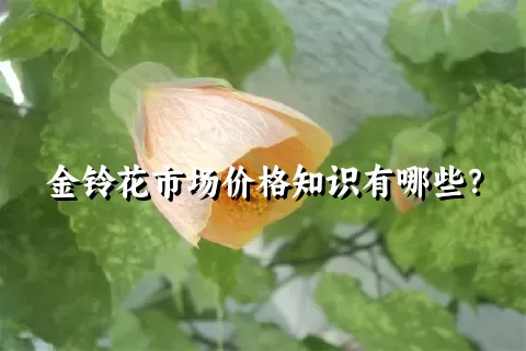 金铃花市场价格知识有哪些？