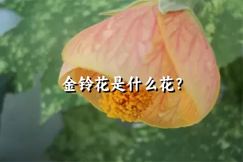 金铃花是什么花？