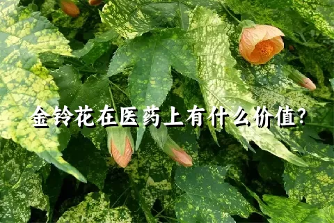 金铃花在医药上有什么价值？