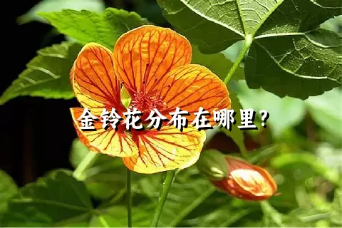 金铃花分布在哪里?