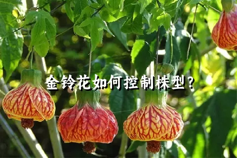 金铃花如何控制株型？