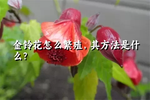 金铃花怎么繁殖，其方法是什么？