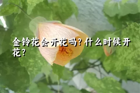 金铃花会开花吗？什么时候开花？