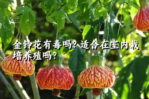 金铃花有毒吗？适合在室内栽培养殖吗？