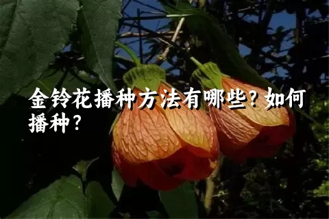 金铃花播种方法有哪些？如何播种？