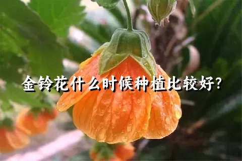 金铃花什么时候种植比较好？